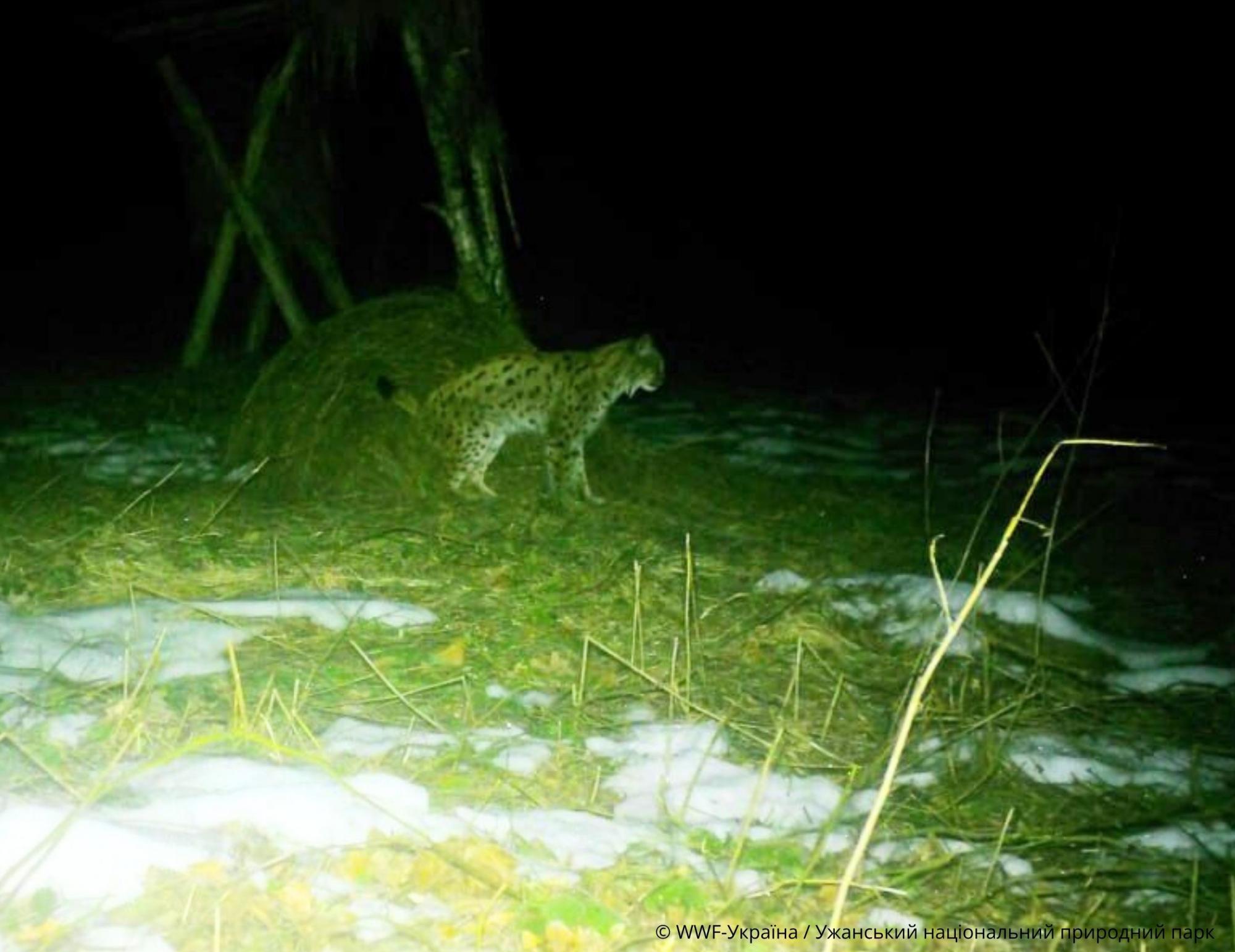 Рысь без границ: фотоловушки в Карпатах зафиксировали "гиперактивного" хищника